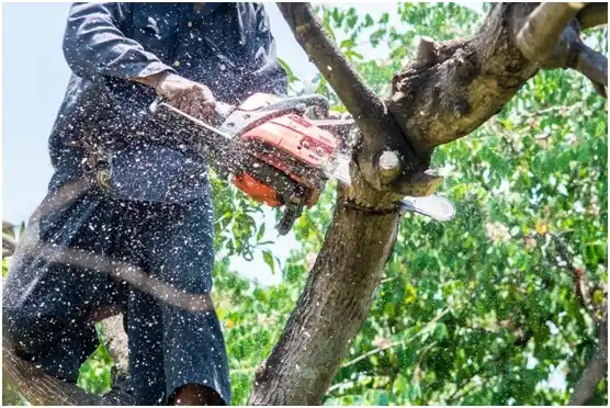 tree services Cache